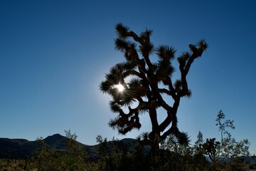 Joshua tree sunshine 
