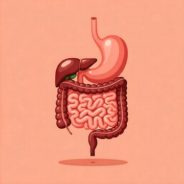 a minimalist illustration of a human digestive system, human digestive system, anatomy, medical illustration, healthcare, physiology, stomach, intestines, liver, pancreas, minimalist, digestive system