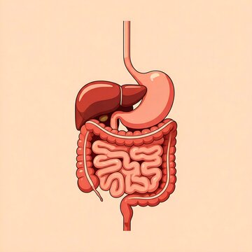 A detailed illustration of the human digestive system, showcasing the organs involved in the process of digestion, including the stomach, liver, gallbladder, and intestines