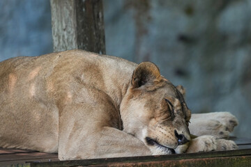 lion sleeping in the zoo