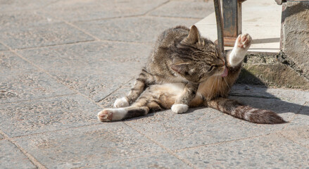 A homeless cat washes itself.