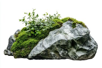 Large rocks with overgrown foliage and moss