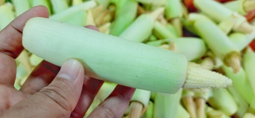 Heap of fresh baby corns or young corns or jagung putern background