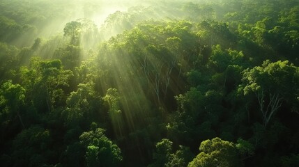 Obraz premium Aerial view of lush green forest with sunlight filtering through trees showcasing nature's beauty