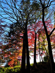 Fototapeta premium It's beautiful with the sun shining only on the autumn leaves in Tokyo