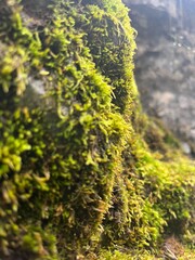 Lush Green