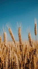 Golden wheat fields stretching under a clear blue sky during the harvest season