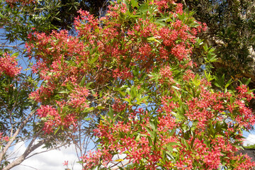 Australian Christmas Bush in flower