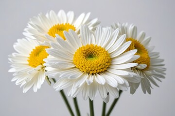 Fototapeta premium there are three white and yellow flowers in a vase