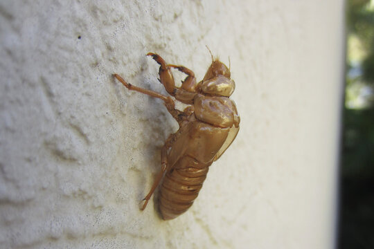 Cicada shell holding onto wall after Cicada flies away