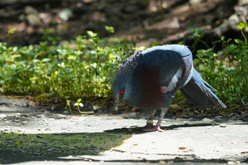 closeup Crowned pigeon portrait