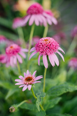 Obraz premium Pink flowers of Echinacea purpurea Razzmatazz in the garden