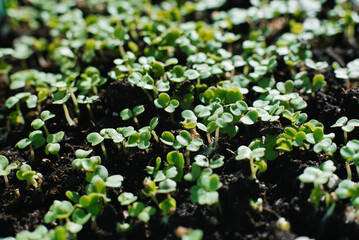 Arugula sprouts grow in close up