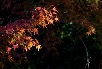 The shape of the autumn leaves looks like a monster and is interesting in Tokyo