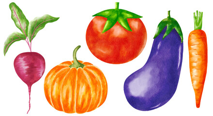 Vegetable watercolor set of fresh organic veggies. Watercolor painted collection of vegetables. Fresh colorful veggies