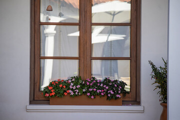 window with flowers