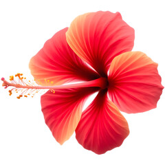 Obraz premium Hibiscus flower. png isolated background. transparent background.