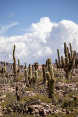 cactus in the desert