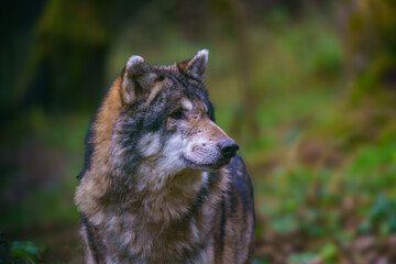Portrait of a gray wolf (Canis lupus)