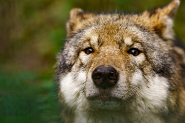 Portrait of a gray wolf (Canis lupus)