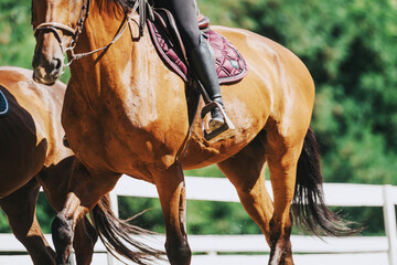 A detailed view of a rider on horseback, captured outdoors with a focus on the horse's motion and...