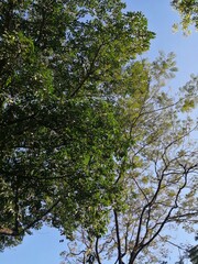 Obraz premium Contrasting Canopies: Nature's Palette