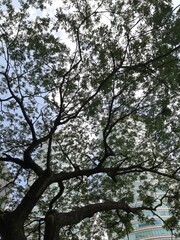 Nature Meets Architecture