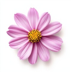 Fototapeta premium Pink flower blomming isolated on white background