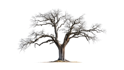 single old and dead tree isolated
