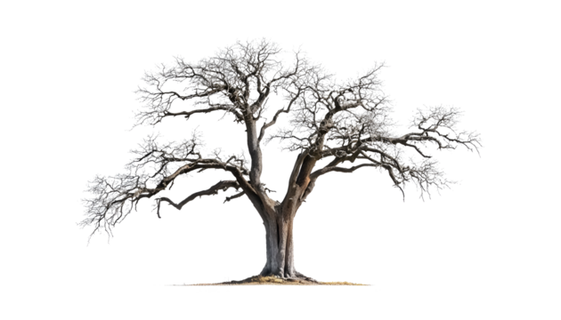 single old and dead tree isolated