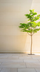 Obraz premium Tree standing against a minimalist wall with warm sunlight illuminating its leaves
