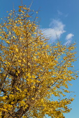 黄色く色づいた銀杏の木と青空