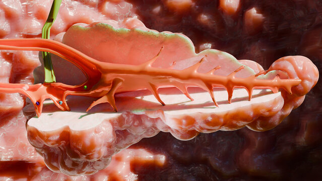 Pancreas cross section Anatomy, Human Abdomen, diabetes type 1 and 2, Internal Organs, duodenum and blood vessels, pancreatic, Insulin action, metabolic diseases, endocrine system, 3d render
