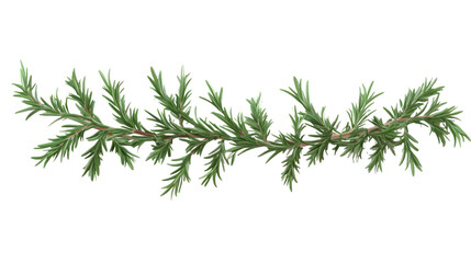 Rosemary branch isolated on transparent or white