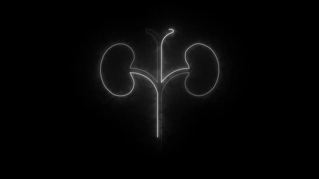 Glowing Human kidney icon animation. This renal system symbol is a neon kidney animation. The kidney was divided into the right and left halves icon animated