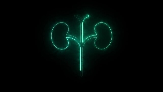 Glowing Human kidney icon animation. This renal system symbol is a neon kidney animation. The kidney was divided into the right and left halves icon animated