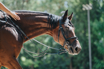 Detailed view of a brown horse with a rider in an outdoor environment, showcasing equestrian...