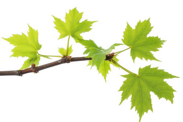 a close-up of a branch with fresh green maple leaves against a transparent background