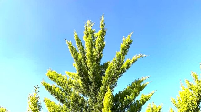 Lemon Cypress or 'Gold Crest' is a cultivar of the Monterey Cypress, Hesperocyparis macrocarpa, with a narrow, columnar habit and needled evergreen, bright yellow foliage.
