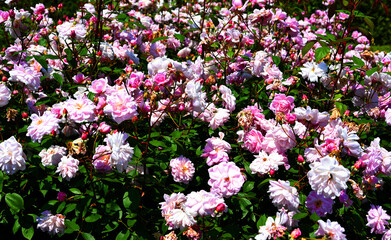 背景に使える花04