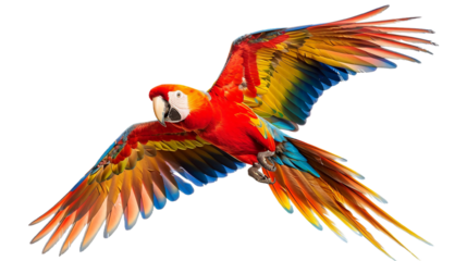 Flamboyant Parrot on transparent background PNG.