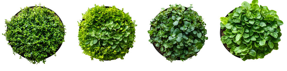 Obraz premium Green Plants in Pots Isolated on Transparent Background
