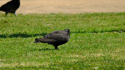 crow on the grass