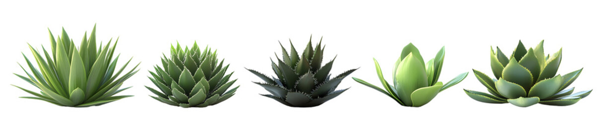 Fototapeta premium Five Succulents Displayed, Isolated on Transparent Background