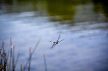 selective focus on a dragonfly in motion over a glassy lake.
