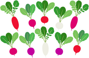 イラスト素材：ラディッシュ　いろいろな色や形の二十日大根のセット