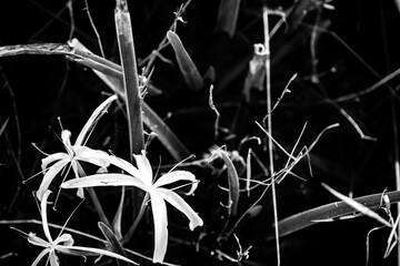 Southern Swamp Lily at the water surface of wetland swamp in the Everglades National Park
