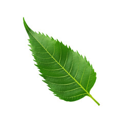 Obraz premium Green neem leaf on transparent background