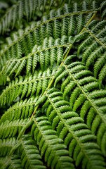 Australian tree fern, a species of tree fern