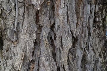 bark of a tree background